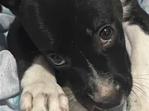 Cachorro raça SRD-ViraLata idade 2 a 6 meses nome ravenna