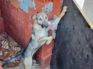 Cachorro raça SRD-ViraLata idade 2 anos nome Lua