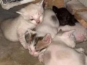 Gato raça SRD-ViraLata idade Abaixo de 2 meses nome Sem nomes