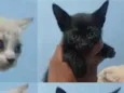 Lupita , Pérola , Alice , Matheus , Felipe e Jully