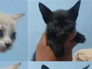 Gato raça Siamês idade 2 a 6 meses nome Lupita , Pérola , Alice , Matheus , Felipe e Jully