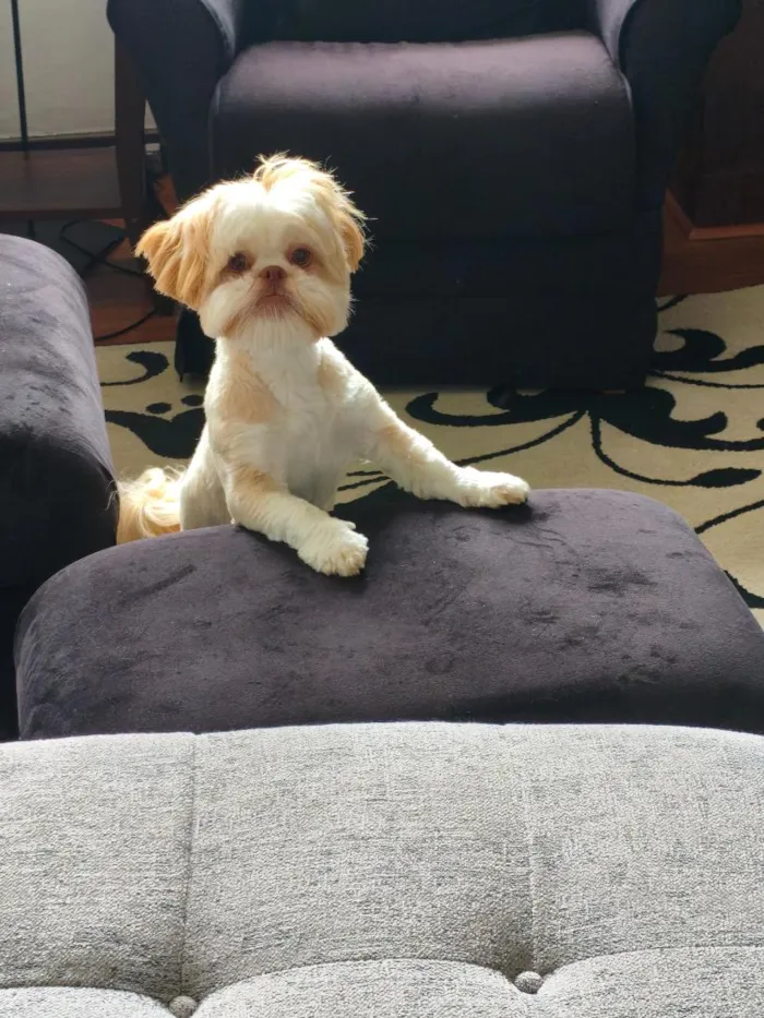 Cachorro raça Shitzu idade 1 ano nome Chanel