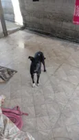 Pretinha