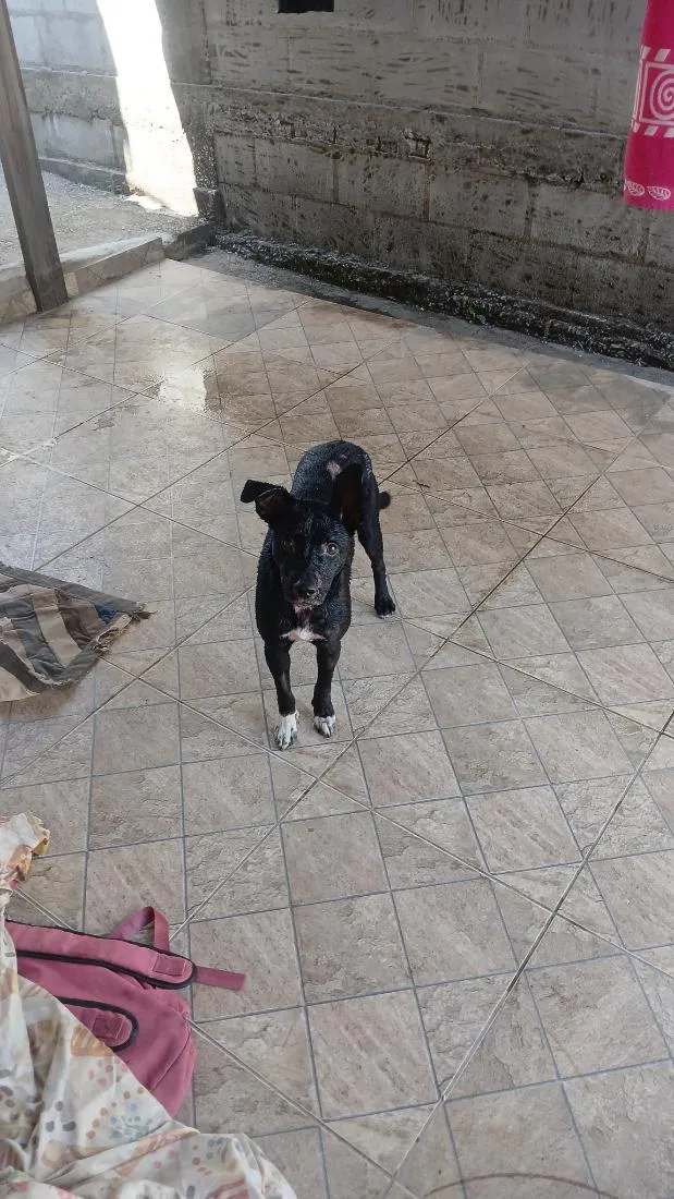 Cachorro raça SRD-ViraLata idade 1 ano nome Pretinha