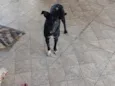 Pretinha