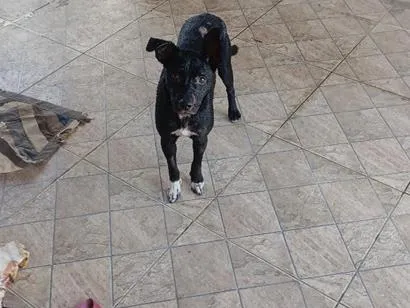 Cachorro raça SRD-ViraLata idade 1 ano nome Pretinha