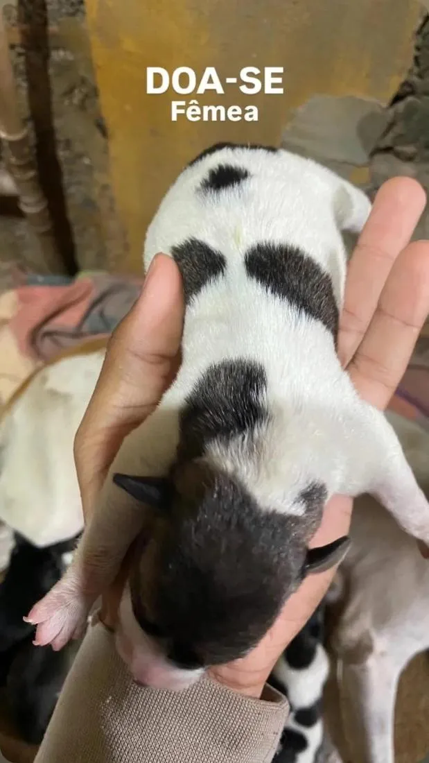 Cachorro raça SRD-ViraLata idade Abaixo de 2 meses nome Angela Maria de Arruda Arruda