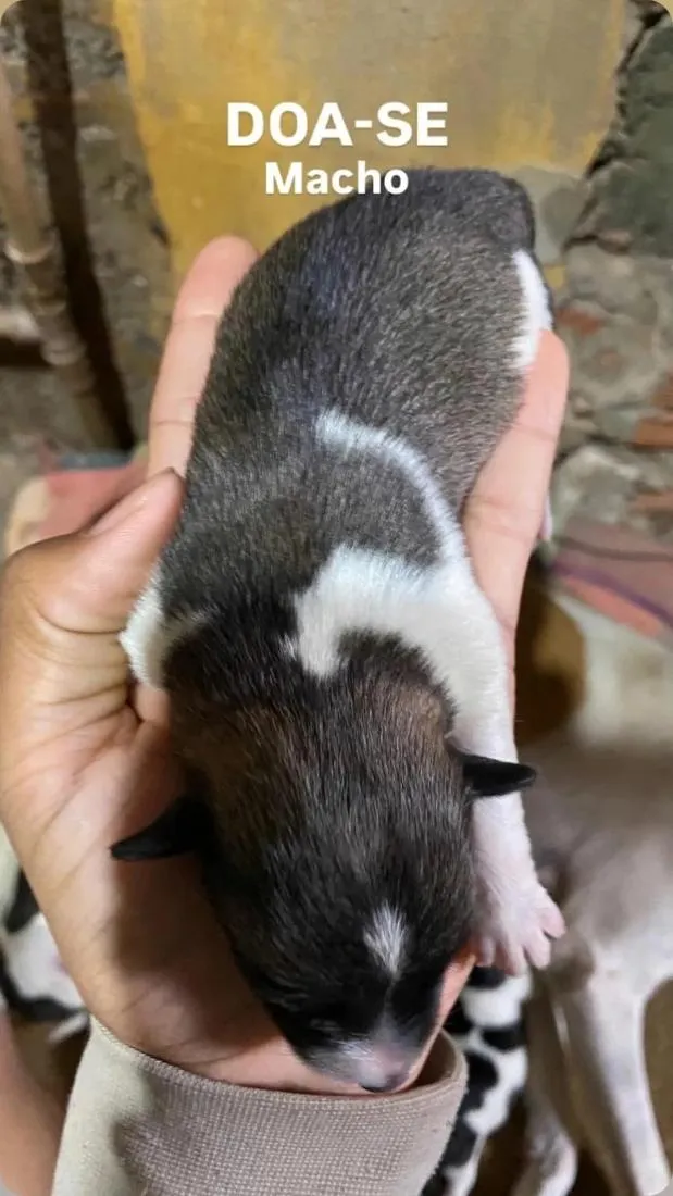 Cachorro raça SRD-ViraLata idade Abaixo de 2 meses nome Angela Maria de Arruda Arruda