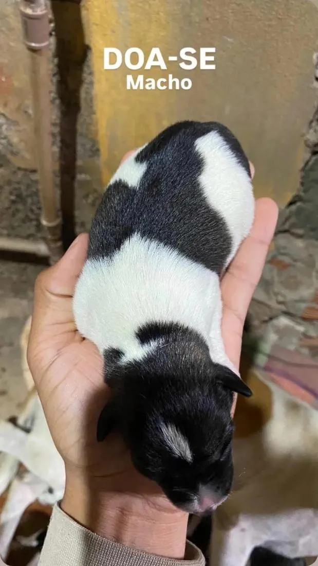 Cachorro raça SRD-ViraLata idade Abaixo de 2 meses nome Angela Maria de Arruda Arruda