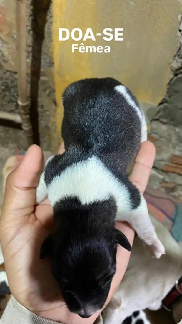 Cachorro raça SRD-ViraLata idade Abaixo de 2 meses nome Angela Maria de Arruda Arruda
