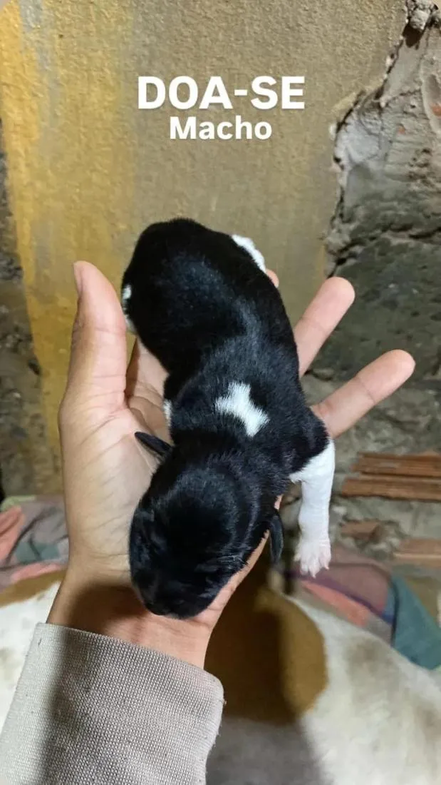 Cachorro raça SRD-ViraLata idade Abaixo de 2 meses nome Angela Maria de Arruda Arruda