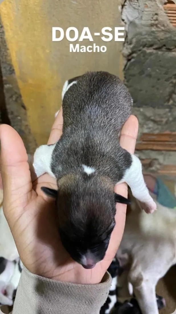 Cachorro raça SRD-ViraLata idade Abaixo de 2 meses nome Angela Maria de Arruda Arruda