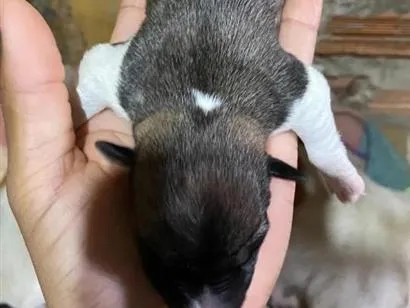 Cachorro raça SRD-ViraLata idade Abaixo de 2 meses nome Angela Maria de Arruda Arruda