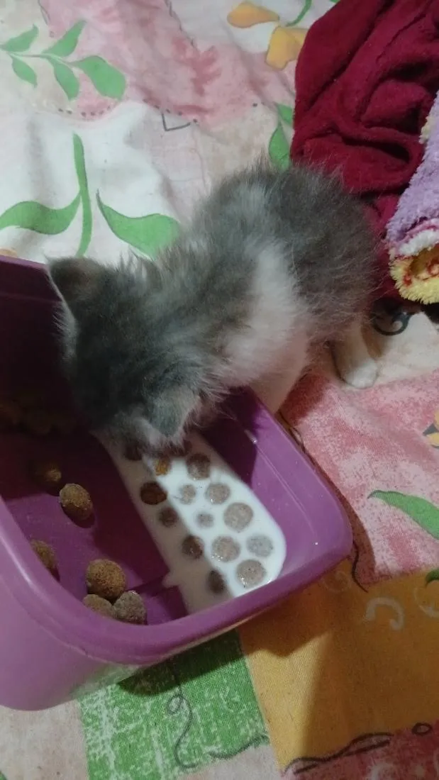Gato raça SRD-ViraLata idade Abaixo de 2 meses nome nina
