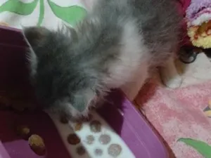 Gato raça SRD-ViraLata idade Abaixo de 2 meses nome nina