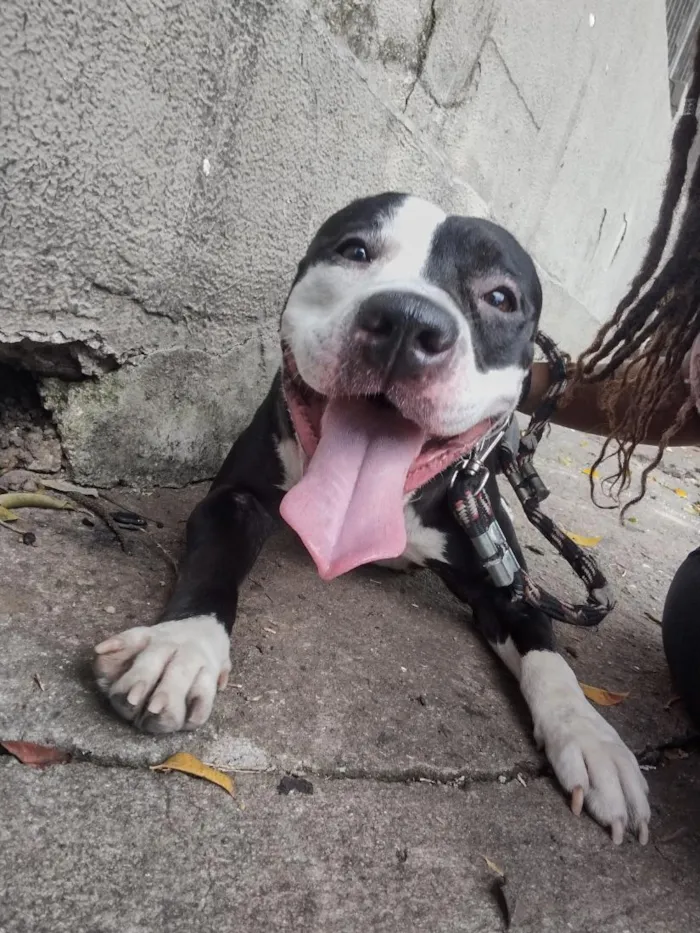 Cachorro raça SRD-ViraLata idade 2 anos nome Amora