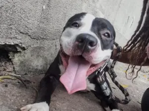 Cachorro raça SRD-ViraLata idade 2 anos nome Amora