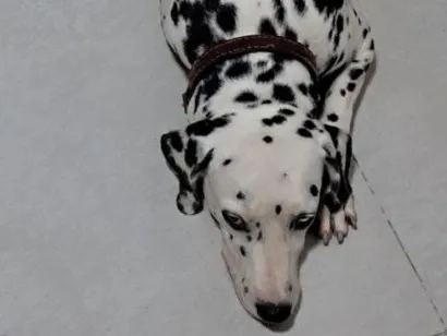Cachorro raça Dálmata idade 5 anos nome Linda Perry