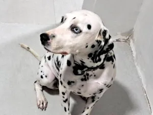 Cachorro raça Dálmata idade 5 anos nome Linda Perry