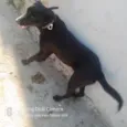 apolo