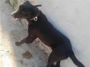 Cachorro raça SRD-ViraLata idade 4 anos nome apolo