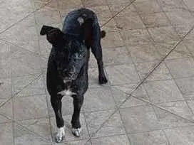 Cachorro raça SRD-ViraLata idade 1 ano nome Pretinha