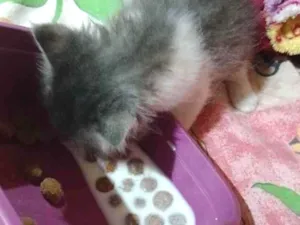 Gato raça SRD-ViraLata idade Abaixo de 2 meses nome nina