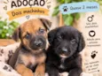 bebes