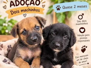 Cachorro raça SRD-ViraLata idade 2 a 6 meses nome bebes