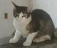 Mel