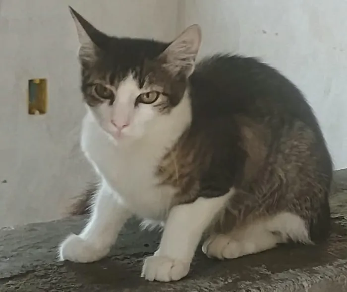 Gato raça SRD-ViraLata idade 2 a 6 meses nome Mel