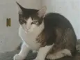 Mel
