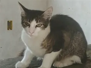 Gato raça SRD-ViraLata idade 2 a 6 meses nome Mel