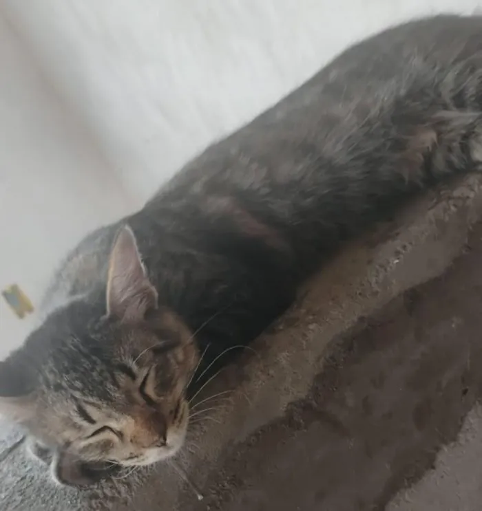 Gato raça SRD-ViraLata idade 2 a 6 meses nome Cusco