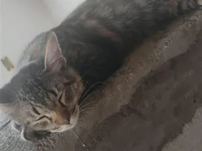 Gato raça SRD-ViraLata idade 2 a 6 meses nome Cusco