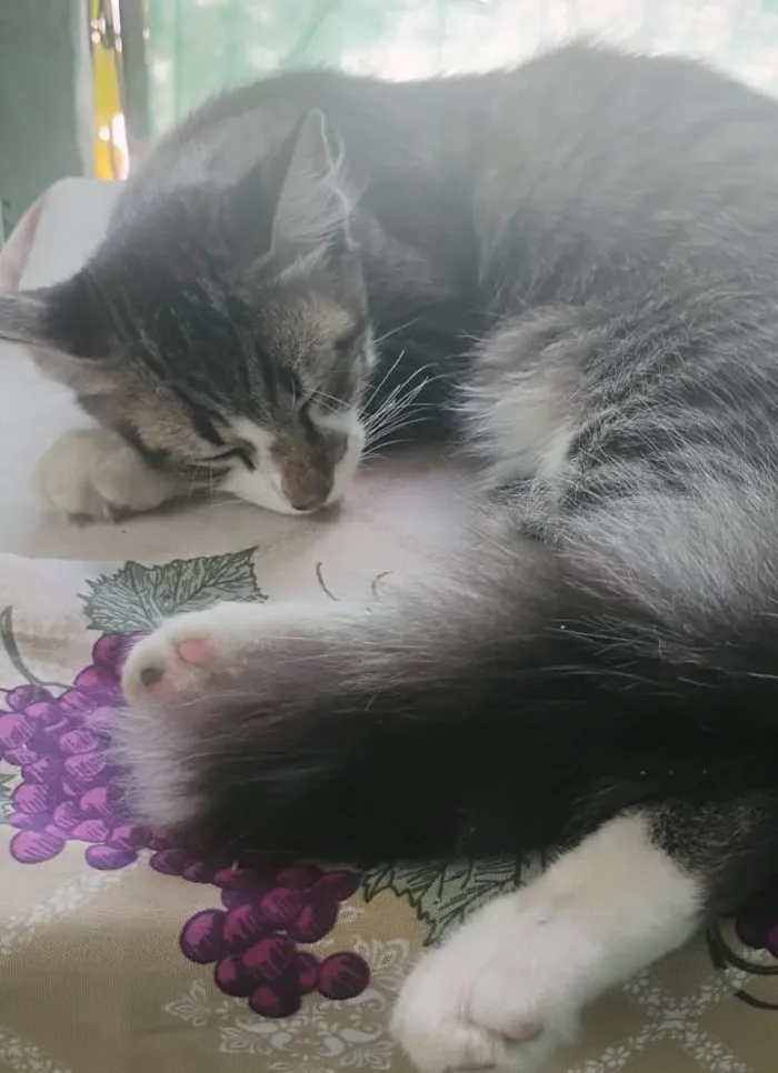 Gato raça SRD-ViraLata idade 2 a 6 meses nome Lamparina