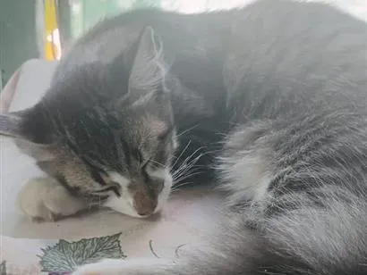Gato raça SRD-ViraLata idade 2 a 6 meses nome Lamparina