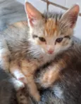 belinha, Suzan nininha, bolinha