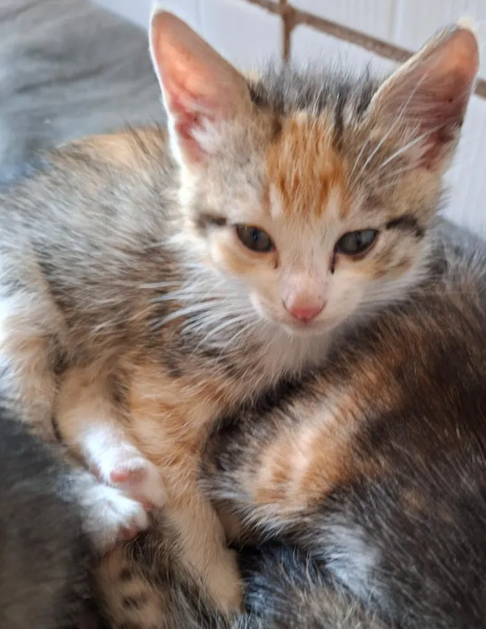 Gato raça SRD-ViraLata idade 2 a 6 meses nome belinha, Suzan nininha, bolinha
