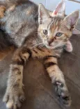 belinha, Suzan nininha, bolinha