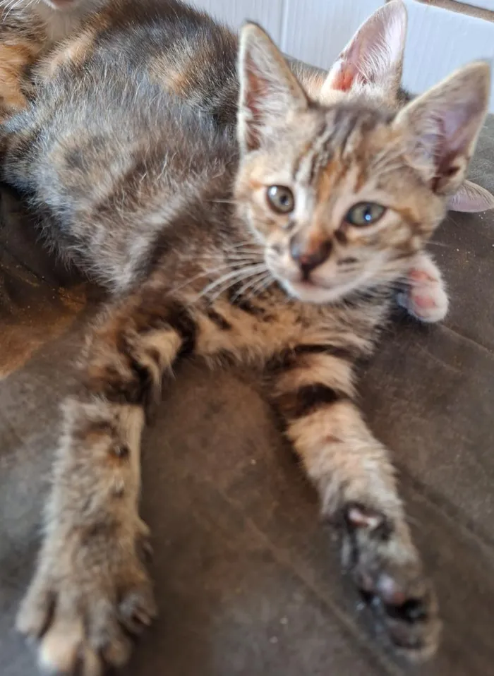 Gato raça SRD-ViraLata idade 2 a 6 meses nome belinha, Suzan nininha, bolinha