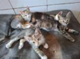 belinha, Suzan nininha, bolinha
