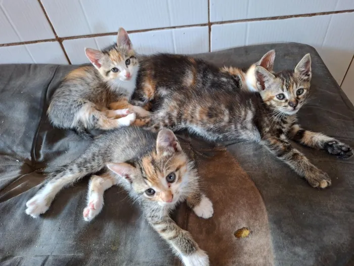Gato raça SRD-ViraLata idade 2 a 6 meses nome belinha, Suzan nininha, bolinha