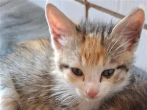 Gato raça SRD-ViraLata idade 2 a 6 meses nome belinha, Suzan nininha, bolinha