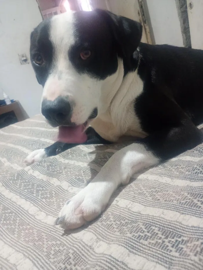 Cachorro raça Pit-Bull idade 2 anos nome bleid 