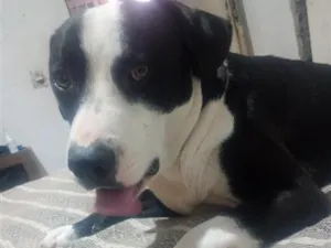 Cachorro raça Pit-Bull idade 2 anos nome bleid 