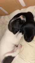Mia e Nala 