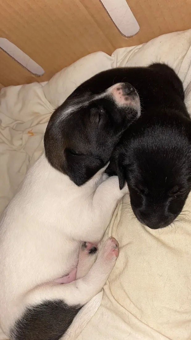 Cachorro raça SRD-ViraLata idade Abaixo de 2 meses nome Mia e Nala 