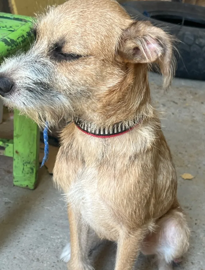 Cachorro raça SRD-ViraLata idade 2 a 6 meses nome Scoob