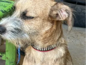 Cachorro raça SRD-ViraLata idade 2 a 6 meses nome Scoob